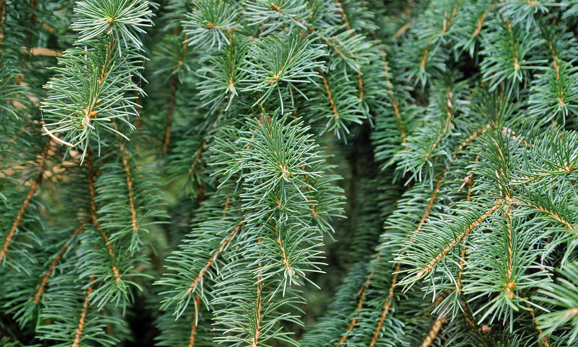 RI Christmas Tree Farm